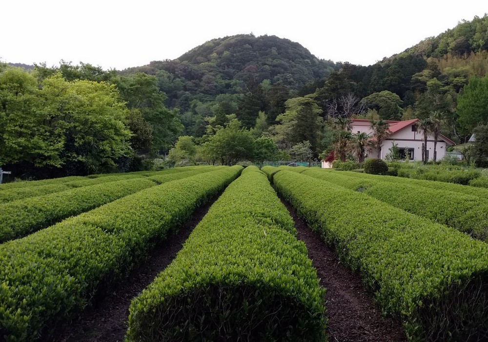 A tea field in the Japanese village of Ike